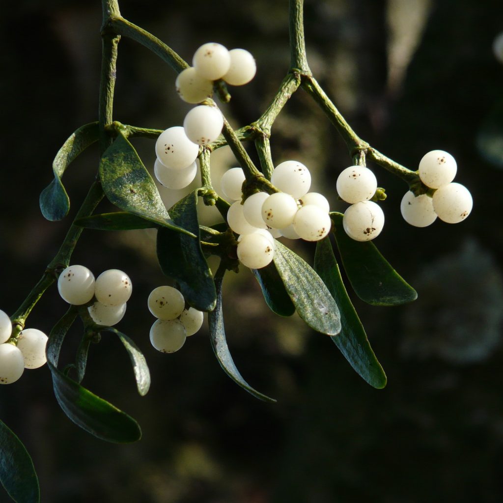 Mistletoe berries