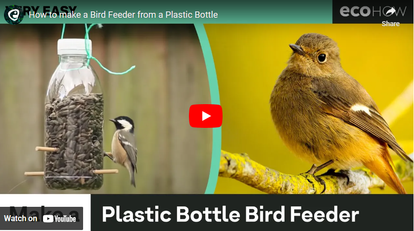 youtube art bird and plastic bottle birdfeeder