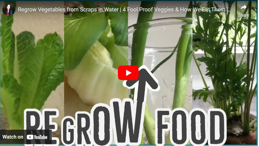 youtube art re-growing vegetables from cut offs